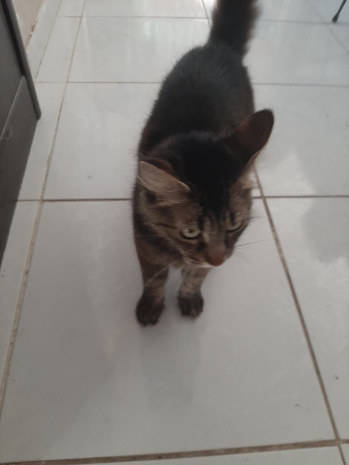My Cat